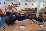ant